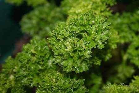 Of Parsley and Caterpillars Image
